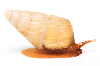 Pseudachatina laeiana Cameroon juvenil